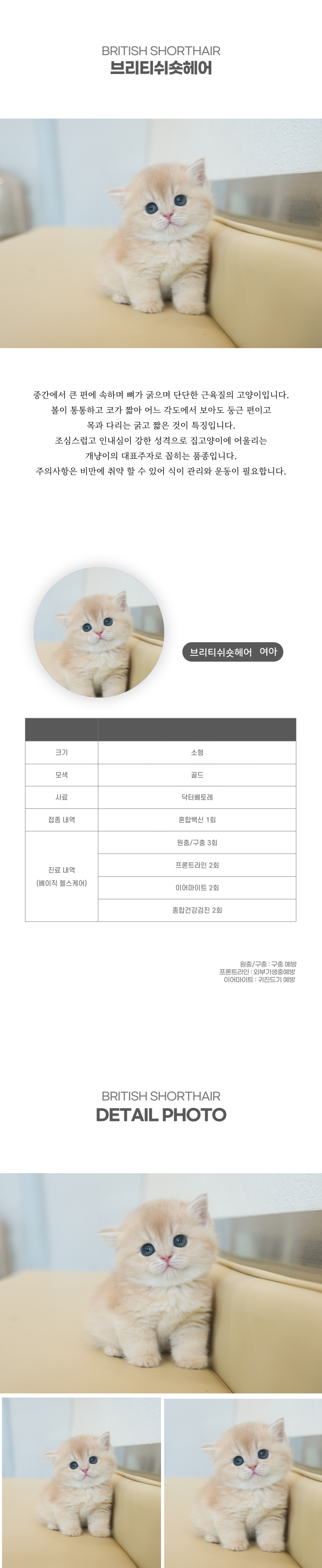 브리티쉬숏헤어_상세이미지_2